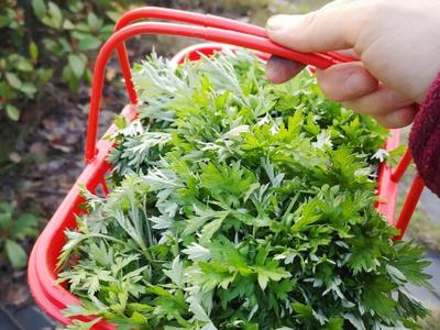 清香Q弹的青团/艾米果,鲜艾叶黑芝麻白糖馅