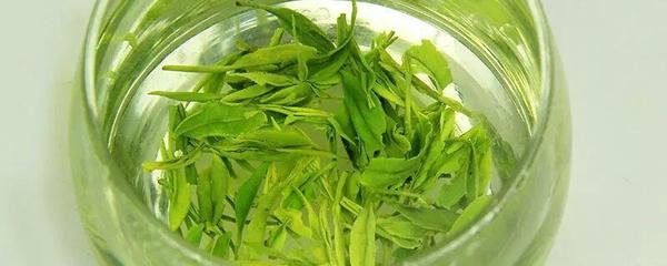 恩施玉露茶是什么青