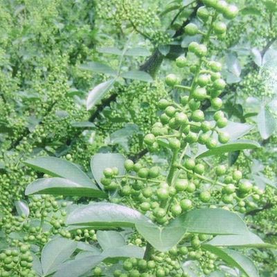 四川鲜青花椒价格最新行情(昭通青花椒市场价格最新行情)