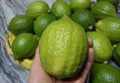 鲜青柠檬 有机水果 养颜 清热 止咳
