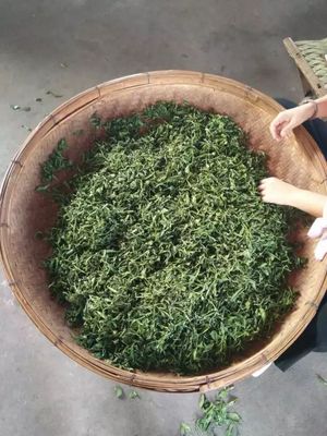 青岛80后小伙一个月卖1000斤崂山茶,结果.