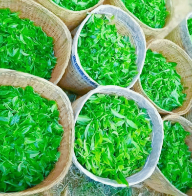 临沧耿马:用心呵护从叶片到茶杯的“醇香”