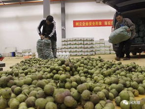助力脱贫攻坚 让 春天鲜核桃 筑起群众致富路