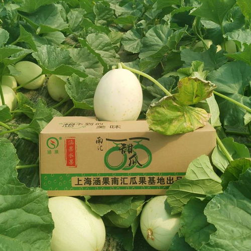 新品新鲜现摘上海南汇玉菇引种甜瓜5斤 10斤装海南青皮绿肉瓜哈密