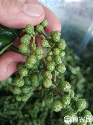 开口好,颜色正,香,鲜,麻,九叶青花椒