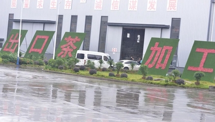 荣县这个镇茶叶综合产值实现10亿元!