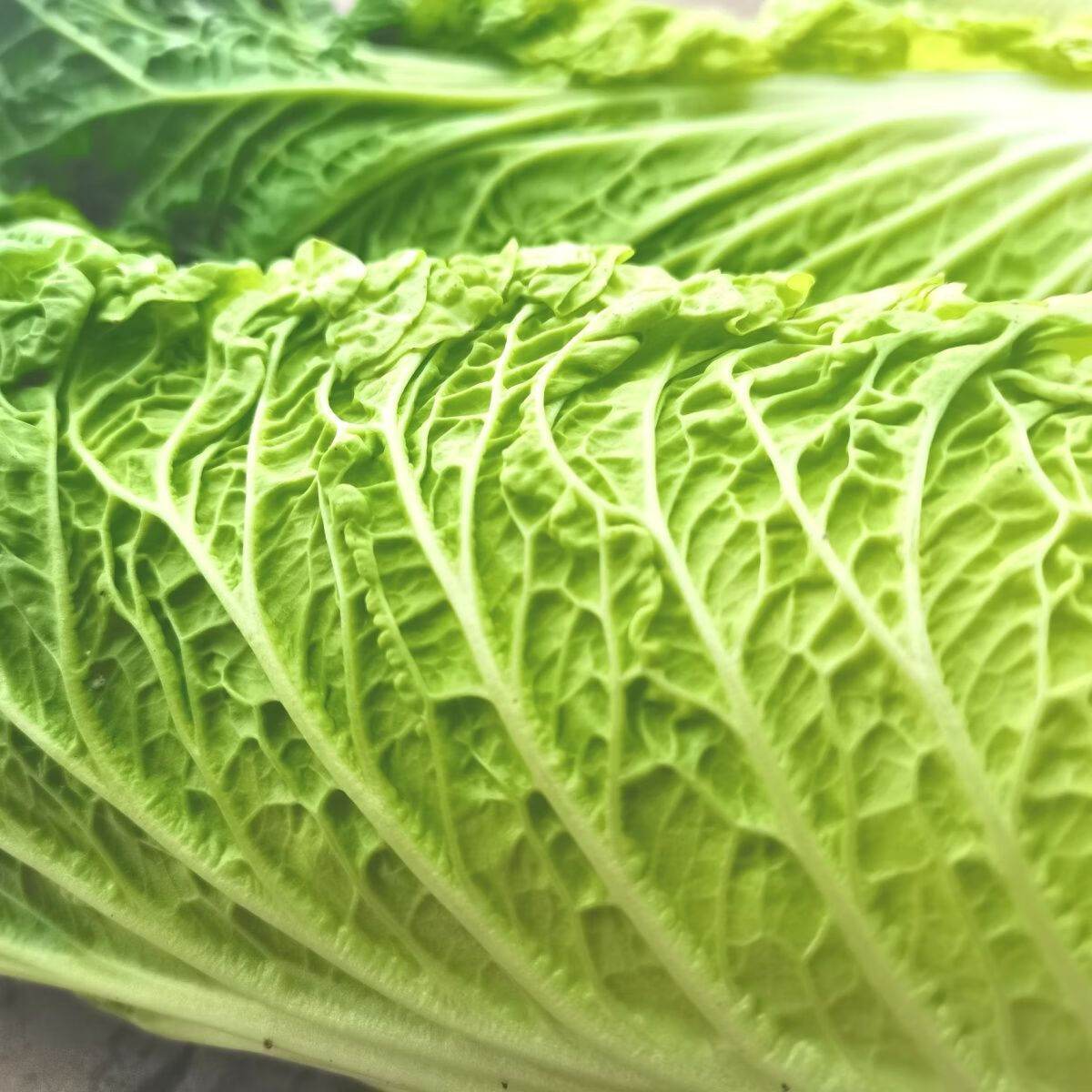 蜜钰鲜云南高山青麻叶大白菜时令蔬菜当季高杆青口白菜新鲜蔬菜绿叶菜