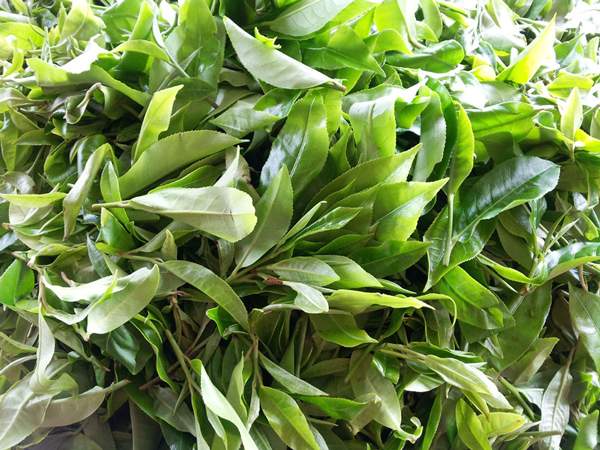 全面解读:云南晒青红茶相关知识