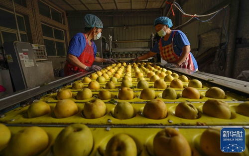 鲜桃加工助增收