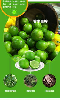 现摘无籽青柠檬新鲜青柠檬 薄皮青柠3斤装包邮云南特产批发