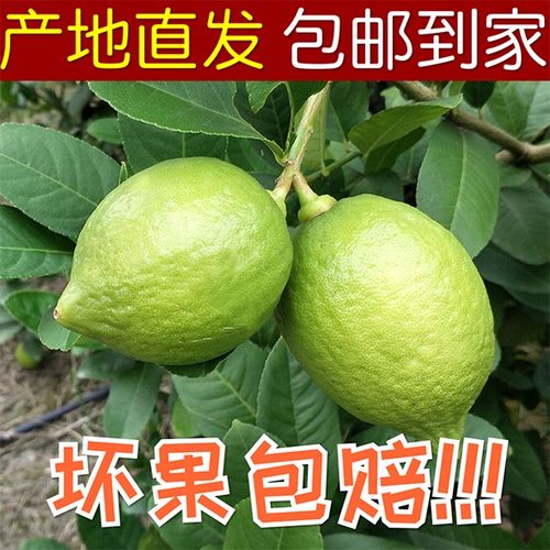 广西无籽香水柠檬青柠檬柠檬新鲜四季水果新鲜饮品店专用水果包邮