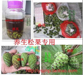新鲜青色松果药用和松鼠食品有人知道吗 威逊燕山珀