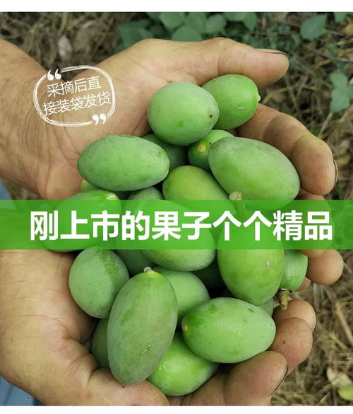 橄榄孕妇水果现摘新鲜青橄榄青果橄榄煲汤泡酒潮汕特产青橄榄生果