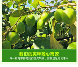 阳春市安民村 台湾贵妃枣5斤装 苹果枣青枣 新鲜牛奶枣 现摘冬枣 零食礼品食品 包邮