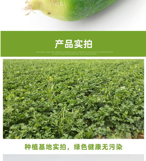 新鲜水果萝卜蔬菜沙窝河南商丘青萝卜 5斤装现拔现发甜脆水果型