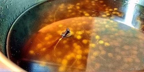 鲜青花椒油的做法
